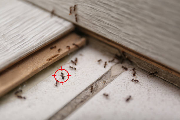 Best Rat Extermination Near Me  in Richland, PA