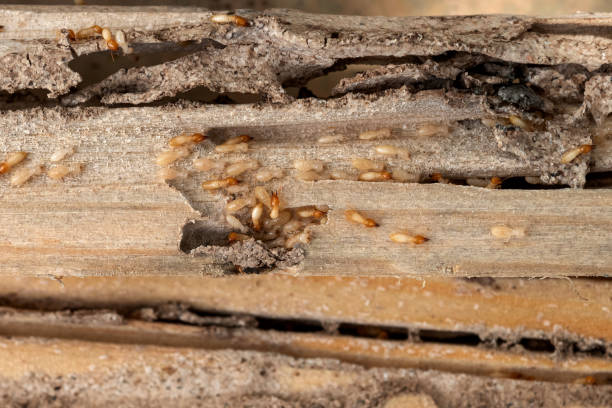 Best Bed Bug Extermination  in Richland, PA